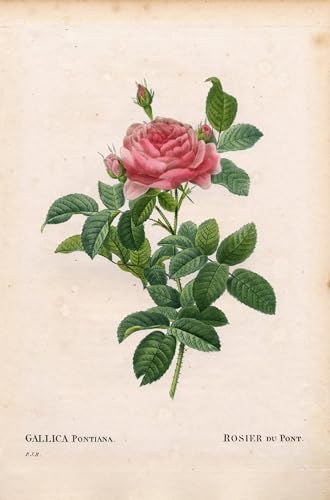 Impression Tableaux Peinture sur Toile d'Art Botanique Rosa Gallica 60x90