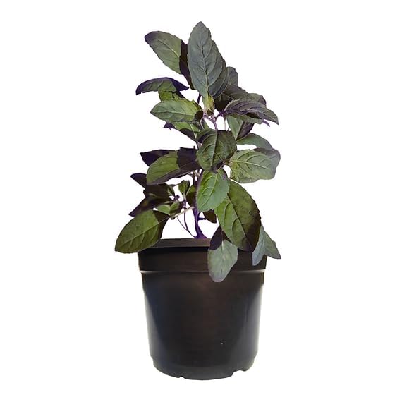 Shyama Tulsi Plant, Purple Holy Basil, Dark Purple Leaves with