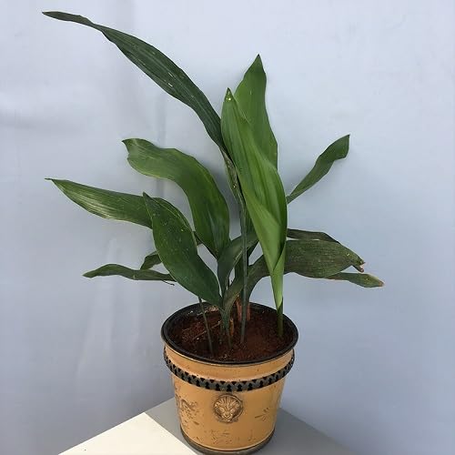 100Pcs Green aspidistra elatior Plant Seeds