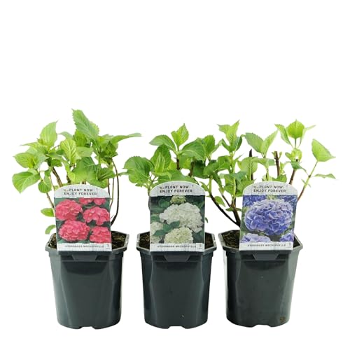 GreenboutiQ - Hortensia - Hydrangea macrophylla Tricolour - Fleurs Bleues, Roses et Blanches - 3 Plantes - Caduc - Peu d'Entretien - Pot 17cm Hauteur 30cm