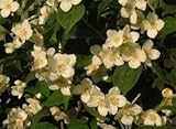 CADEAU IDÉAL POUR LES JARDINIERS : Quoi de mieux que d'offrir à un jardinier une collection complète de graines pour avoir un jardin abondant.