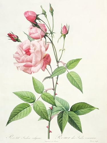 Affiche Toile Rosa Indica de Pierre Redouté pour Décoration Salon 60x90cm