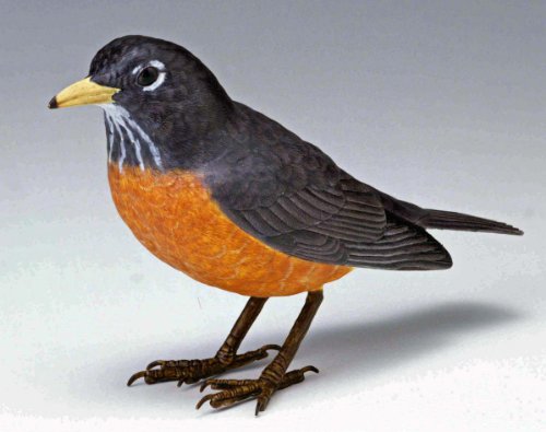 Takara American Robin