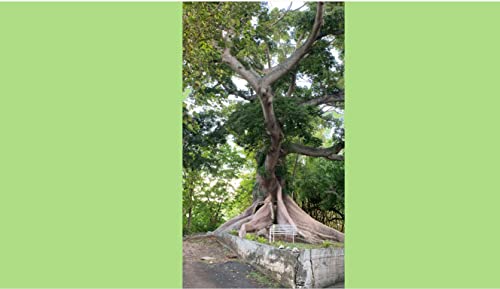 『La Ceiba de la Libertad San German Puerto Rico mixdown』のカバーアート