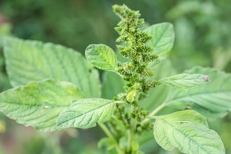 100pcs Green callaloo Plant Seeds