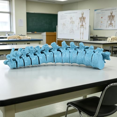 Modelo esquelético de vértebras torácicas para estudio clínico 6