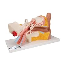 3B Scientific E10 Giant Ear-Classic Version 3x life-size 4 part - 3B Smart Anatomy
