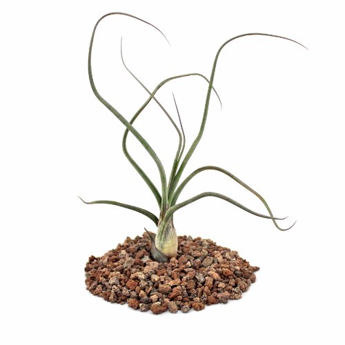Tillandsia baileyi  Loose planta