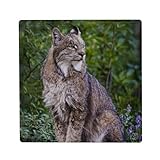 DÉCORATION UTILE : Joignez l'utile à l'agréable. En plus d'habiller votre frigo avec le design Beau Lynx Dans La Nature Photo Nature Animal Sauvage, cet aimant est suffisamment puissant pour maintenir vos listes de courses, photos, cartes postales ou dessins d'enfants bien en vue.
