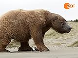  Mega-Hai und Riesenfaultier