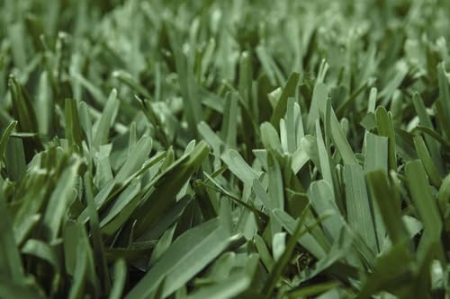 SodPods St Augustine ProVista Grass Plug Tray (32-Pack) - Thumbnail 4