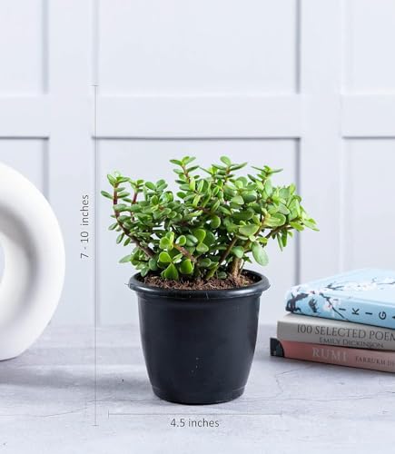 Image of live plants (JADE)