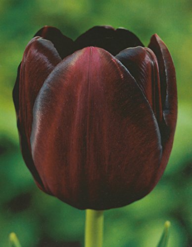 Blumenhandel Ullrich Tulpen Queen of Night 20 Blumenzwiebeln