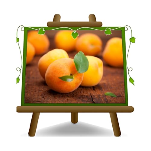 EURO PLANTS VIVAI Abricotier S. Maria in Gradi Arbre fruitier Hauteur 150~170 cm. Âge 2 années pot 20 cm.