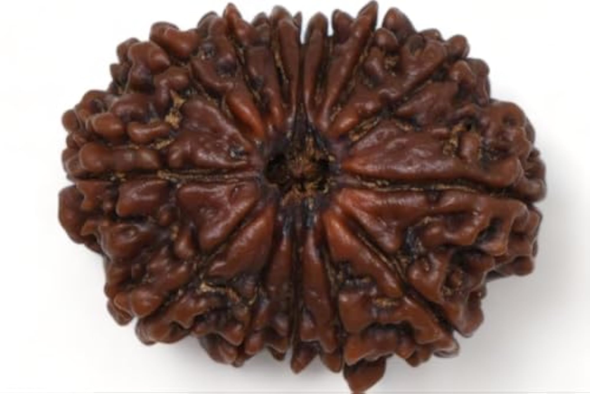 14 Mukhi Rudraksha, Original Certified Nepali