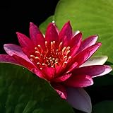 Planterest - Nymphaea Attraction Red Hardy Water Lily Rhizome Live Aquarium Plant BUY2GET1FREE