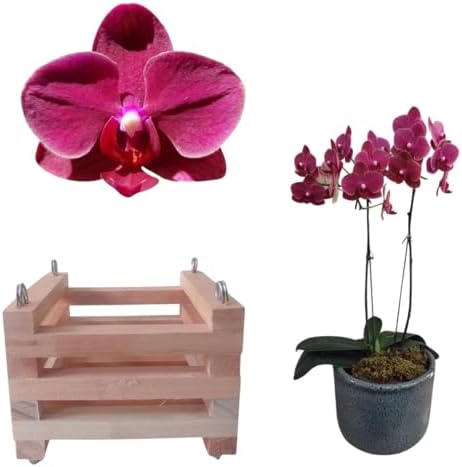 Kit Orquidea Mini Phalaenopsis Cascata Roxo + Cachepot Quadrado D...