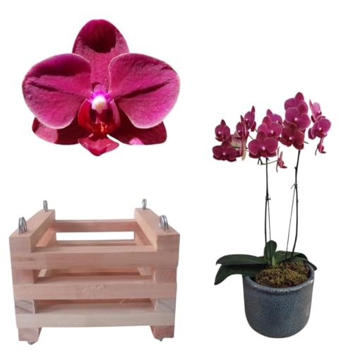 Kit Orquidea Mini Phalaenopsis Cascata Roxo + Cachepot Quadrado D...