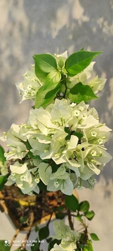 Image of Rare Bougainvillea Live Flower Plant || Healthy Live Plant with Grow Bag & Secure Packing || Beautiful Flower Garden Decoration (white)