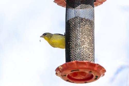 25 kg Hafer futterhafer für Pferde, Wildvögel, Hühner und Tauben – Natürliches Getreide, ideal als Futter und zur Vogelfütterung