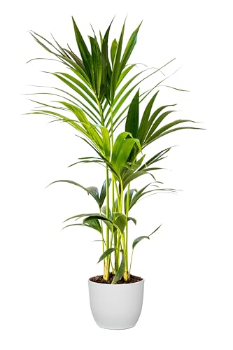 Bonplants Kentia, Palma Vera Tropicale, Howea Forsteriana, Vaso 18 cm, h 105 cm (Vaso Bianco)