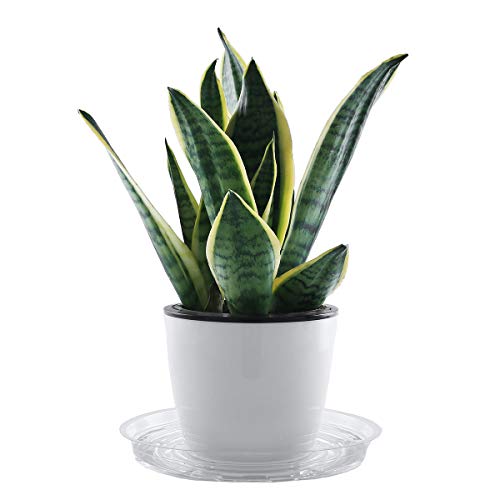 Ultraoutlet 20 Pack Clear Plastic Plant Saucer Drip Trays Small Plant Plate Dish For Indoor Flower Pots And Planters, Bulk (8") #TOP2