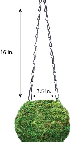 Miniatura 5 de SuperMoss (29348) Kokedama Maceta, 6 pulgadas, verde fresco