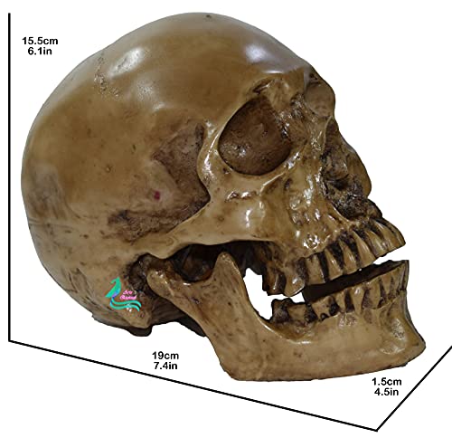 Calavera, Home Imagen adicional
