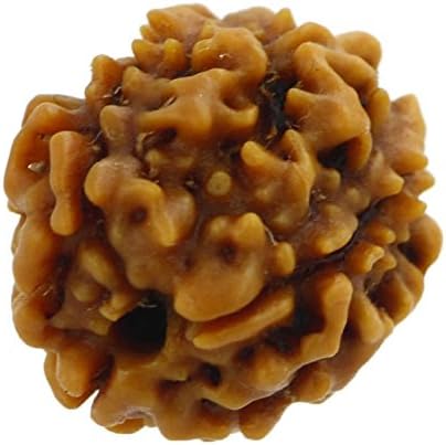 Shiv Shankar Accessories 3 mukhi Beads