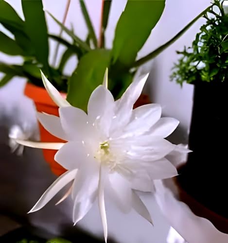 Image of Hidden Enterprise Orginal 1 Halthy Beautiful Live ''White Bharma Kamal Flawer''(Night queen) Tree Plant For Wonderful Home Garden Outdoor & Indoor Flower plant without pot