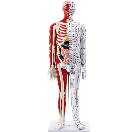 Modèle acupuncture 85 cm aux points méridiens d'une haute précision - 3
