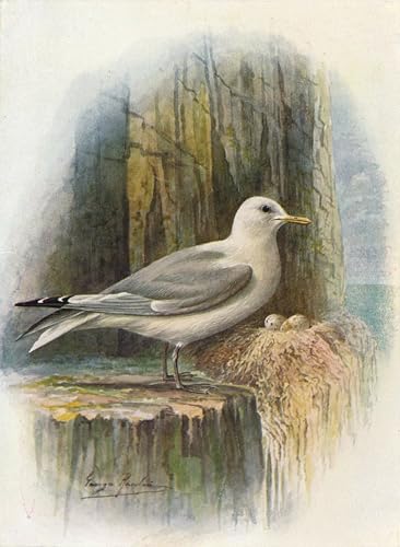 Impresión de Kittiwake Tridactyla de George Rankin: inspira paz en la decoración de tu casa