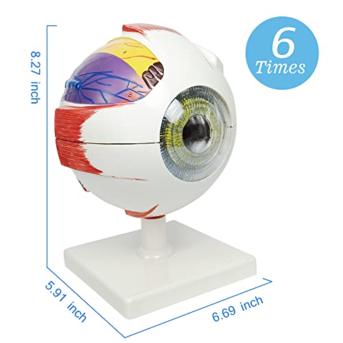 Image of NEW HORIZON 6X Enlarged Human Eye Anatomical Model - Accurate Anatomy for Science Classroom Study Display Teaching Medical Model
