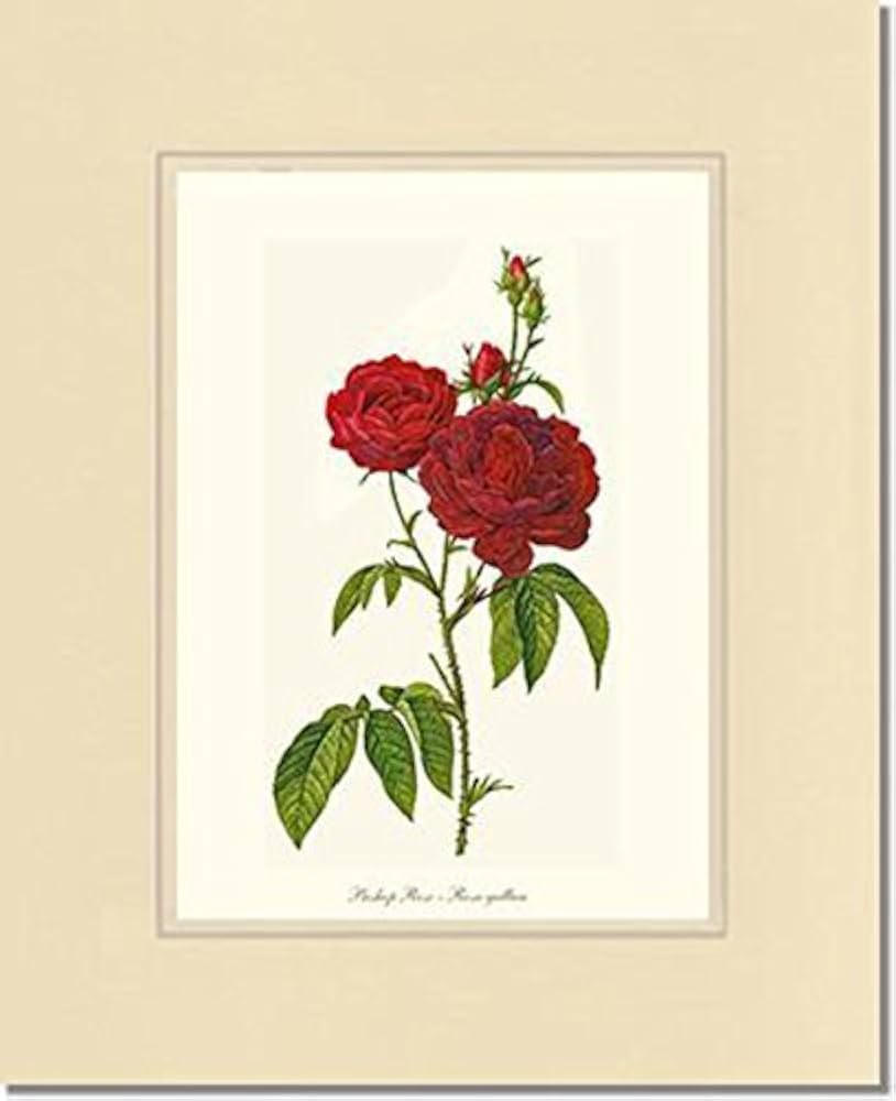 美品】Botanical Vaudeville by Robert Ra Amazon.com: Red