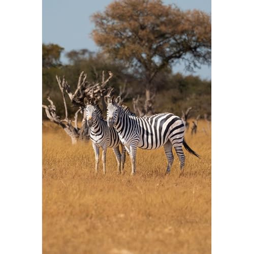 ArtDirect Zebras. Camelthorn Lodge. Hwange National Park. Zimbabwe. Unframed Art Print Giclee Poster by Norring, Tom - Customization Sizes 7x10, 9x14, 13x20, 24x36, 32x48, and 40x60 Inches