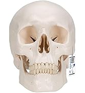 Amazon.co.jp: 実物大の頭蓋骨模型 - 頭蓋，標準型モデル - 3B
