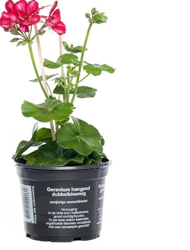 Geranio Colgante Natural Planta con Flores Resistente y Fácil de Cuidar