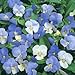 Viola Sorbet XP Y-T-T 250 Seeds