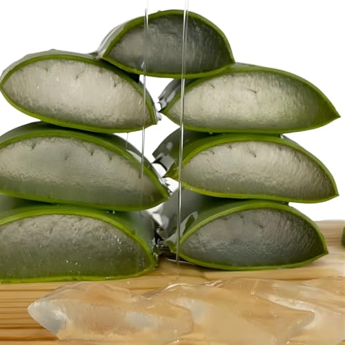 Folha de Babosa Fresca (Aloe Vera) Premium Vegana – Crescimento C...
