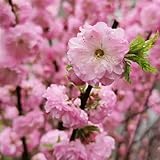 5 piezas semillas de almendro resistentes mariposa prado jardín flores plantas de balcón resistentes semillas de flores silvestres pasto de decorativo balcón árbol ornamental