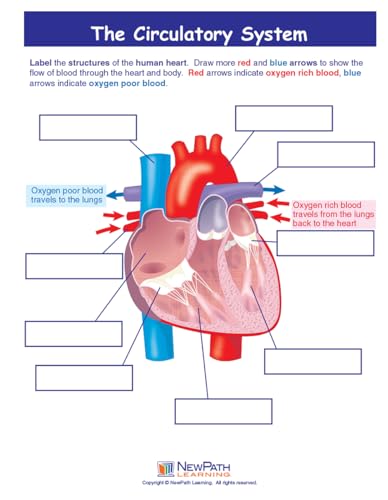 Jeu Circulatory System NewPath Learning pour classes de collège de la 6e à la 3e - 4