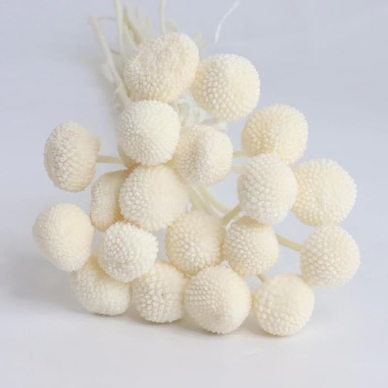 30 flores secas Billy Balls Craspedia blancas miniatura 2