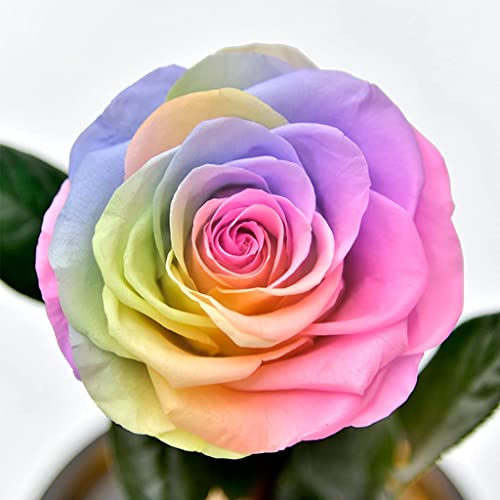 Flores preservadas de rosas eternas em redoma de vidro presente para o Dia dos Namorados, aniversári