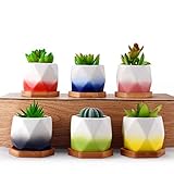 HOMENOTE 2.75 inch Small Succulent Planter Set with Drainage Bamboo Tray Mini Plant Pots for Succulents Plants（Pack of 6)