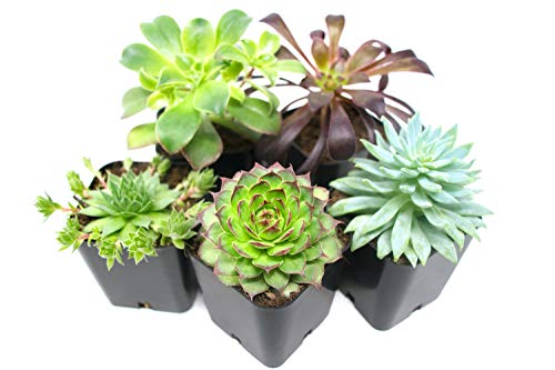 Succulent Fertilizer (16oz) Formulated Succulent Food for Potted Indoor Succulents and Cactus | Nutrients for Cacti and Succulent Plants | Plant Food for Succulent Soil in Pots | by Aquatic Arts