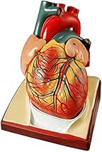 Amazon.co.jp: 心臓 模型