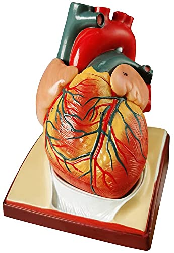 2022 Newest Design Life Size Human Heart Model,2-Parts 1:1 Anatomical Heart Model On Diaphragm and Pericardium Base,34 Anatomical Structures Teaching Science Models for Classroom and Cardiology Study