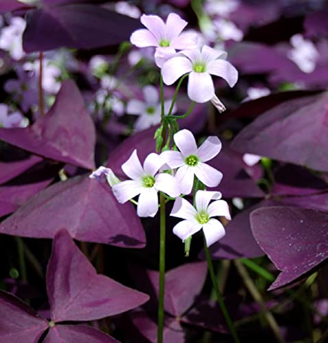 10 Bulbs Oxalis Triangularis Purple Shamrock Bulbs Lucky Lovely Flowers Bulbs For Planting #TOP3