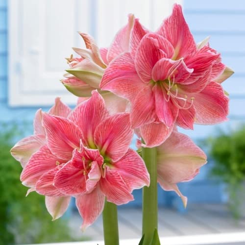 Bulbos Amarilis Amarilis Bulbo Flor Bulbos De Flores Exterior Todo Año Raras Primavera Interior Verano Invierno 2PCS Cover