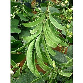 Creative Farmer Vegetable Seeds Hyacinth Bean Seeds - Dolichos Beans Seeds Wild Species Garden Seed Home Garden Seeds (B07N47GJ13) Amazon Price History, Amazon Price Tracker